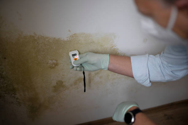 Best Attic Mold Removal  in Point Roberts, WA