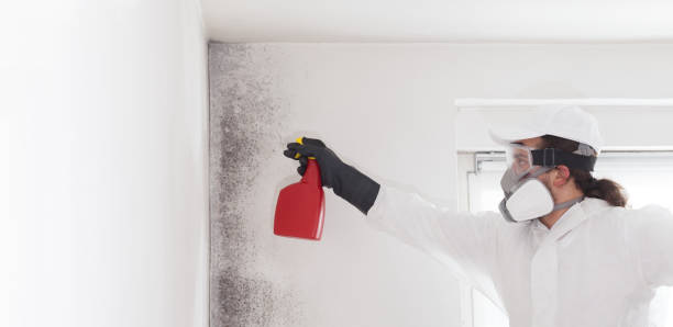 Best Commercial Mold Removal  in Point Roberts, WA