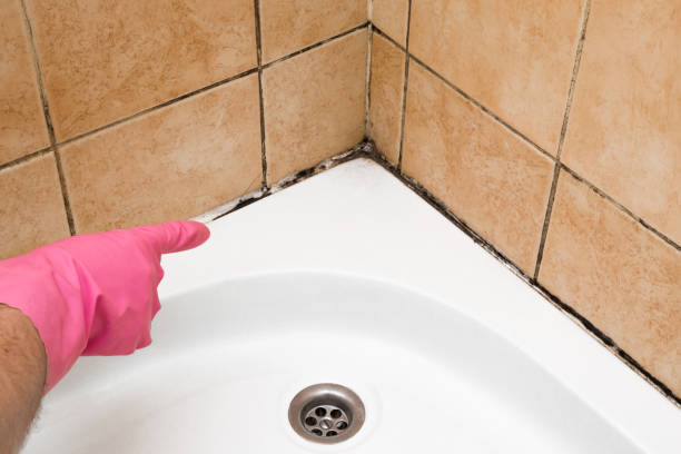 Best Professional Mold Removal  in Point Roberts, WA